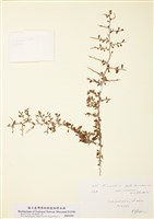 藏品(艾氏康達木)的圖片